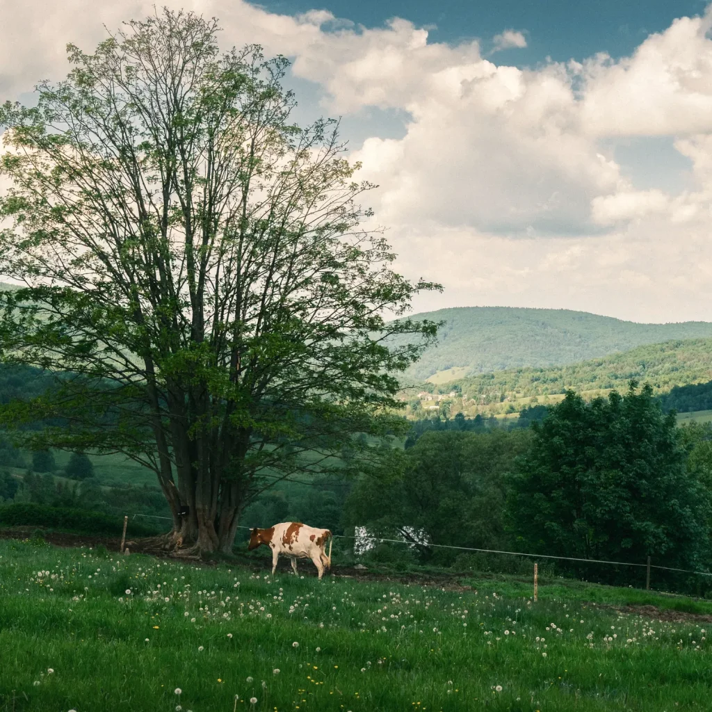 beskid-niski-marcinkieltyka-nature-lifestyle-nature-photographer-mountain-landscape-01